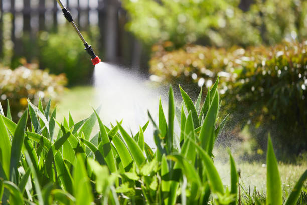 24/7 Emergency Termite Control experts in Kinder, LA