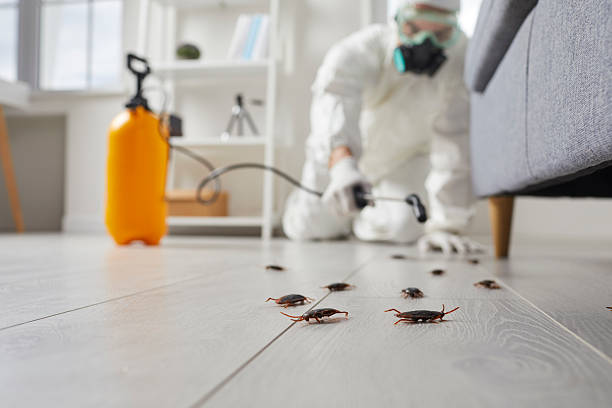 Affordable Termite Control solutions in Kinder, LA